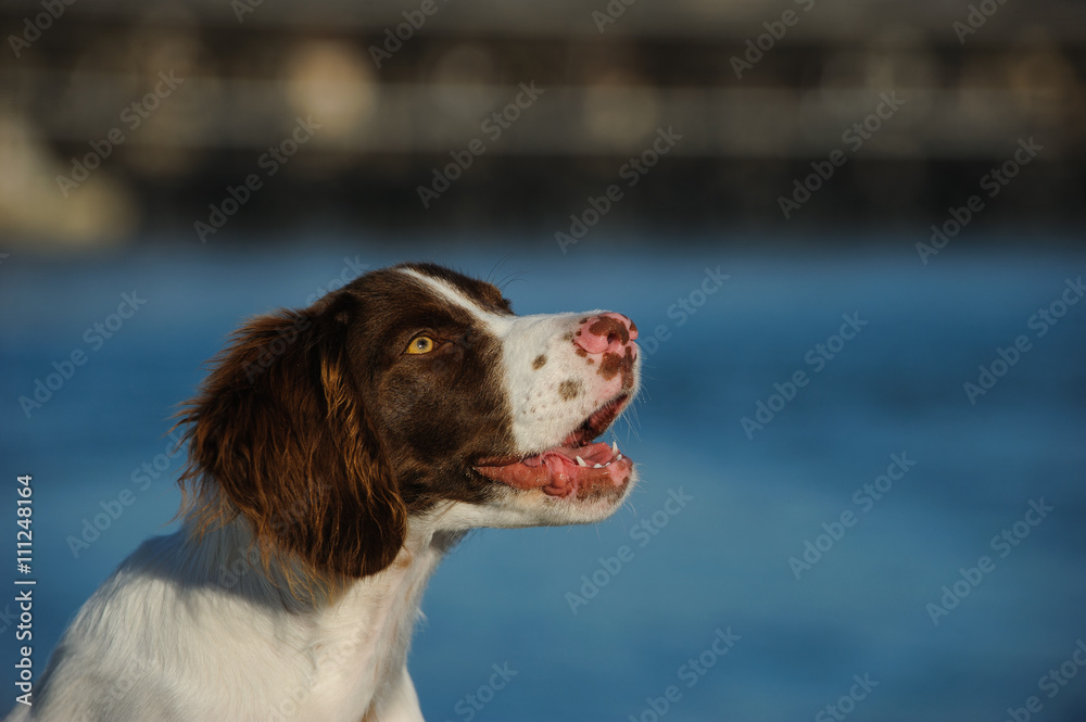 Brittany Spaniel head shot with blue water and bridge