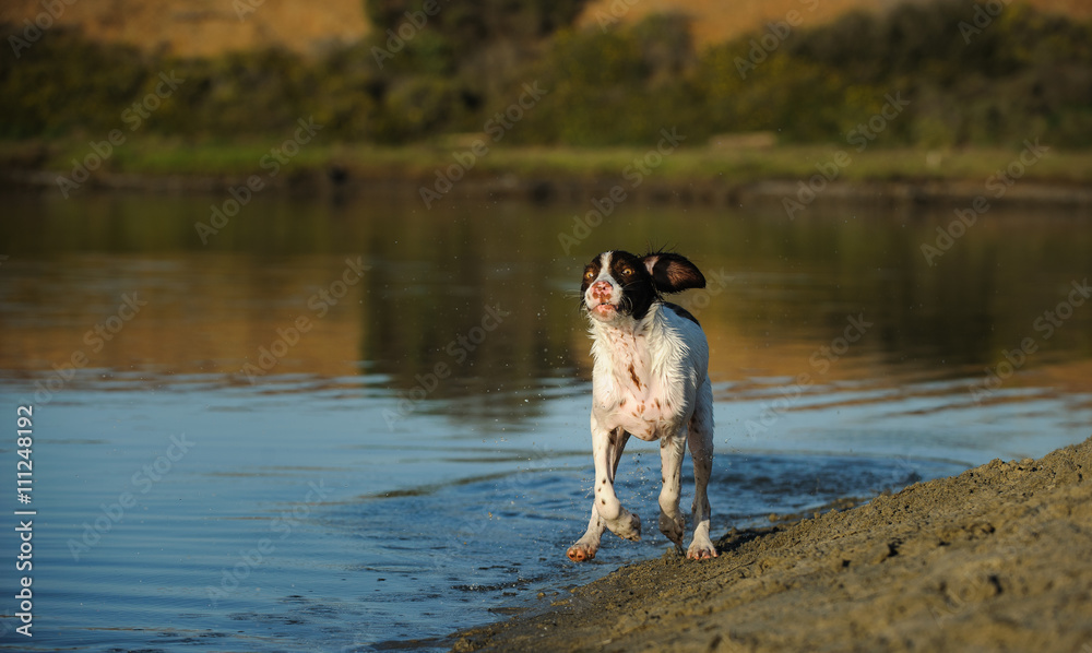 Brittany Spaniel dog running on the beach shore Brittany Spaniel dog running on the beach shore