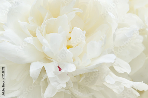 White chrysanthemum flower © Ortis