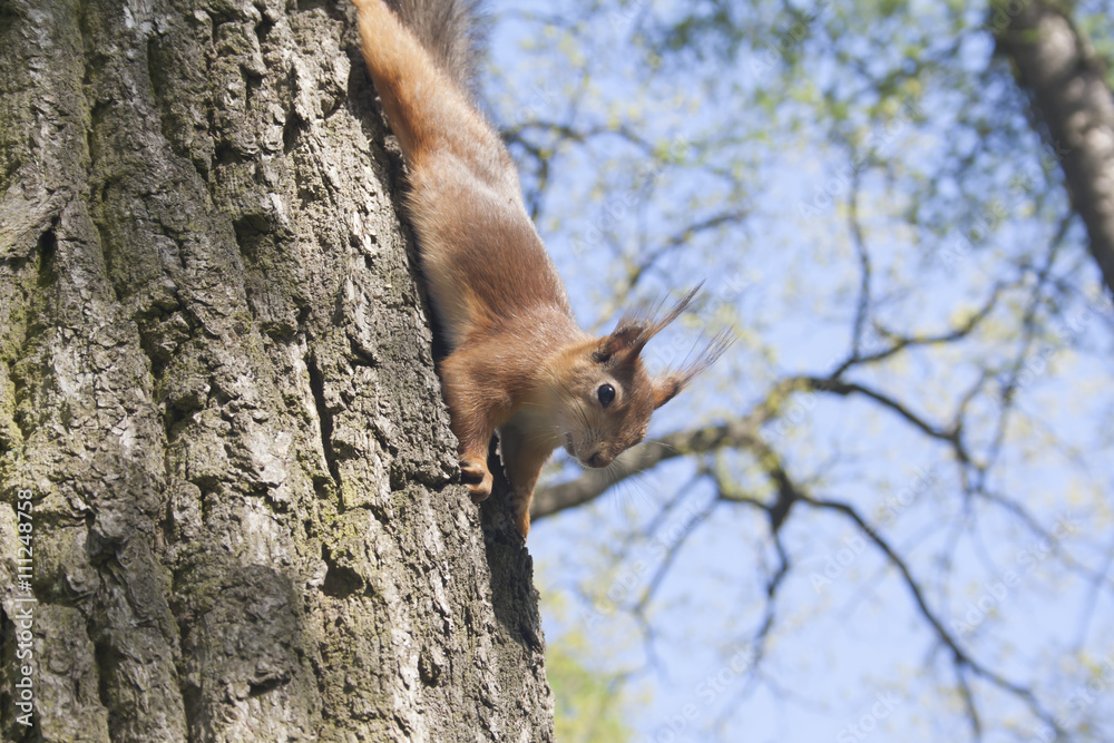 the brown squirrel the brown squirrel