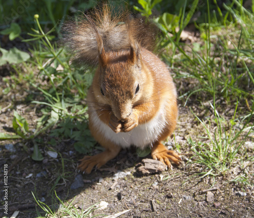 the brown squirrel