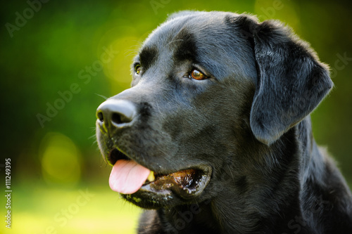 Black Labrador Retriever dog with blocky male head