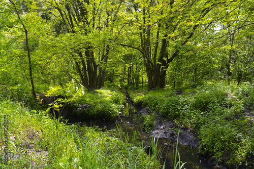 Fototapeta Naklejka Na Ścianę i Meble -  река в весеннем лесу