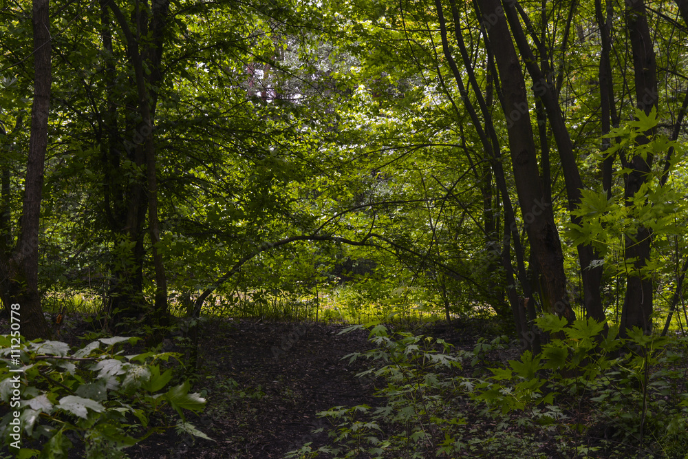 Fototapeta premium весенний лес в солнечный день