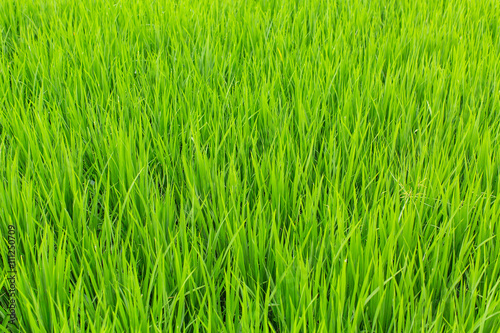 A green field of tall grass.