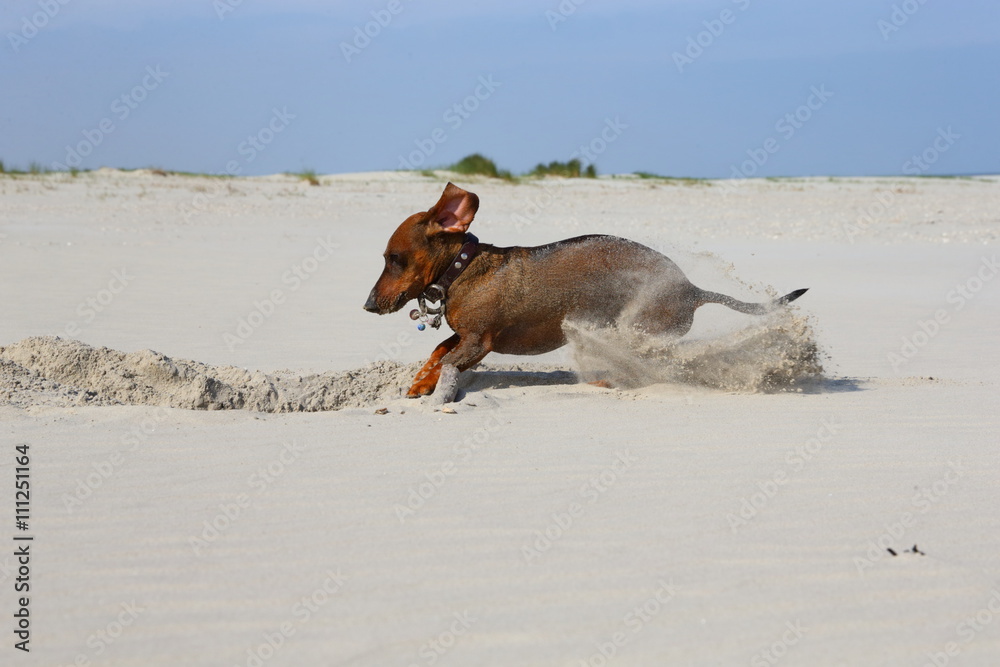 diggging/ small dachshund digging in the sand at the beach diggging/ small dachshund digging in the sand at the beach