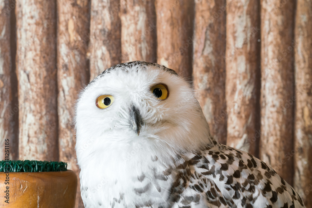 Obraz premium snow owl 