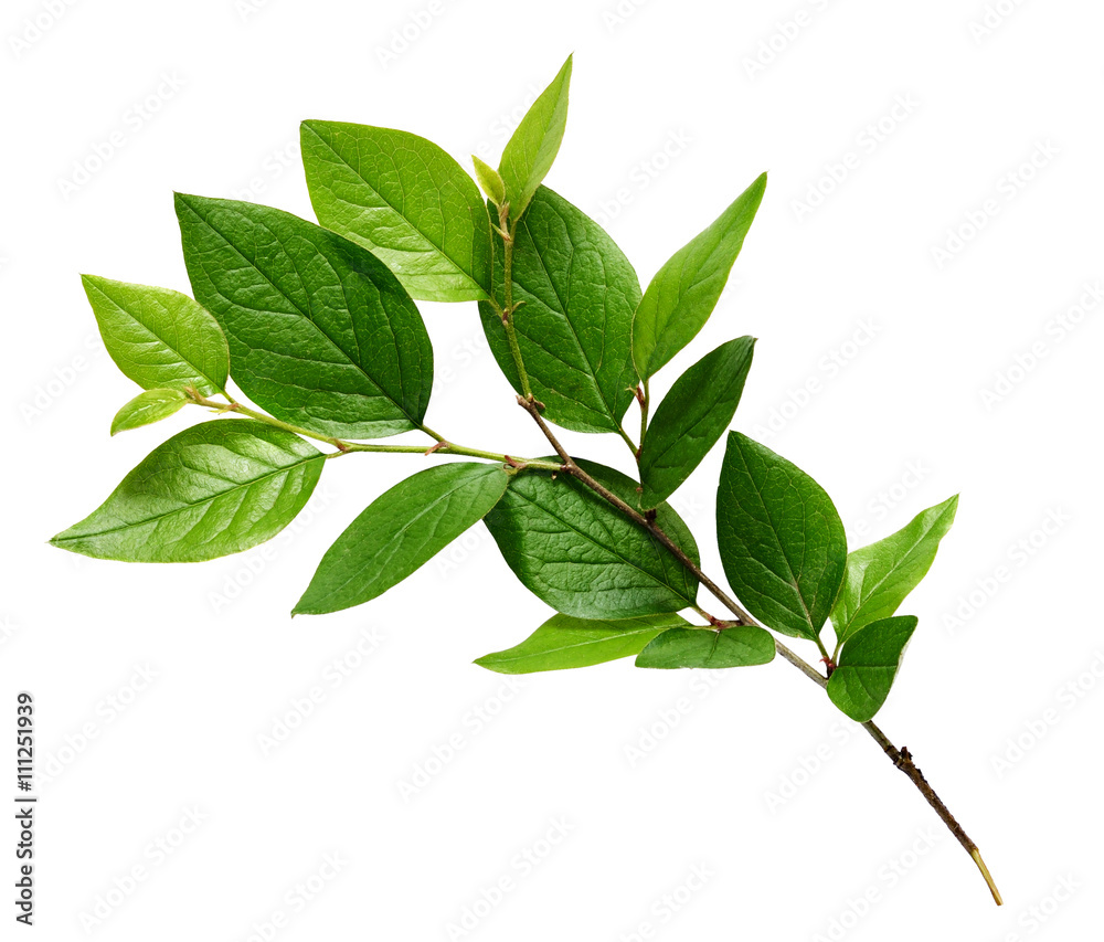 Twig with green leaves - obrazy, fototapety, plakaty 