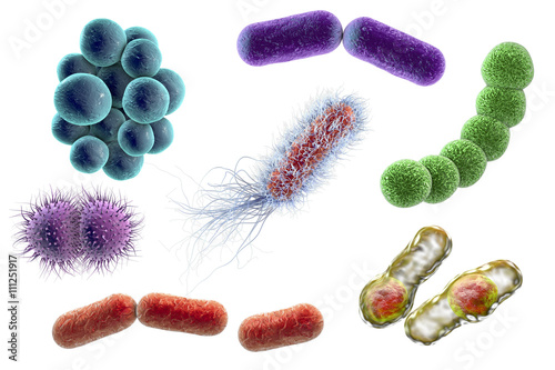 Microbes isolated on white background, 3D illustration. Bacteria of different shapes. Staphylococci, Streptococci, Neisseria, Clostridium, rod-shaped, Escherichia coli, Klebsiella photo
