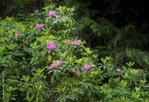 Fototapeta Naklejka Na Ścianę i Meble -  Pink blooms of wild rhododendrons in the Oregon Cascade Mountains