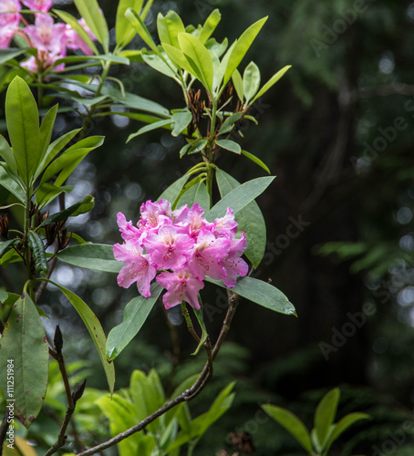 Valokuva Pink blooms of wild rhododendrons in the Oregon Cascade Mountains