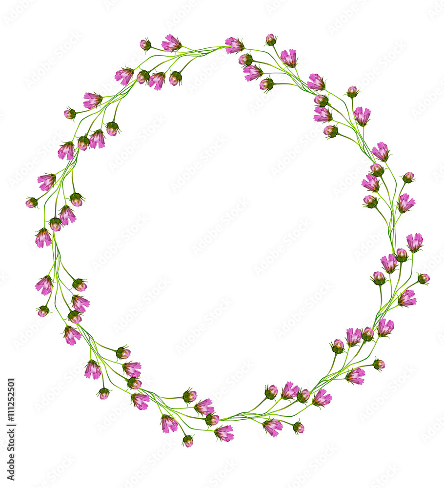 Cosmos flowers isolated on white background. Cosmos flowers isolated on white background.