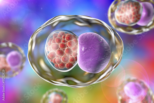 Chlamydia inclusion in human cells. 3D illustration showing group of chlamydial elementary bodies (red) near the nucleus (violet) of the cell photo