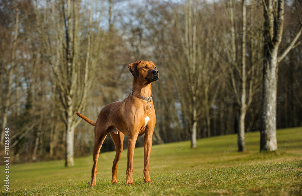 Rhodesian Ridgeback standing in park with bare trees