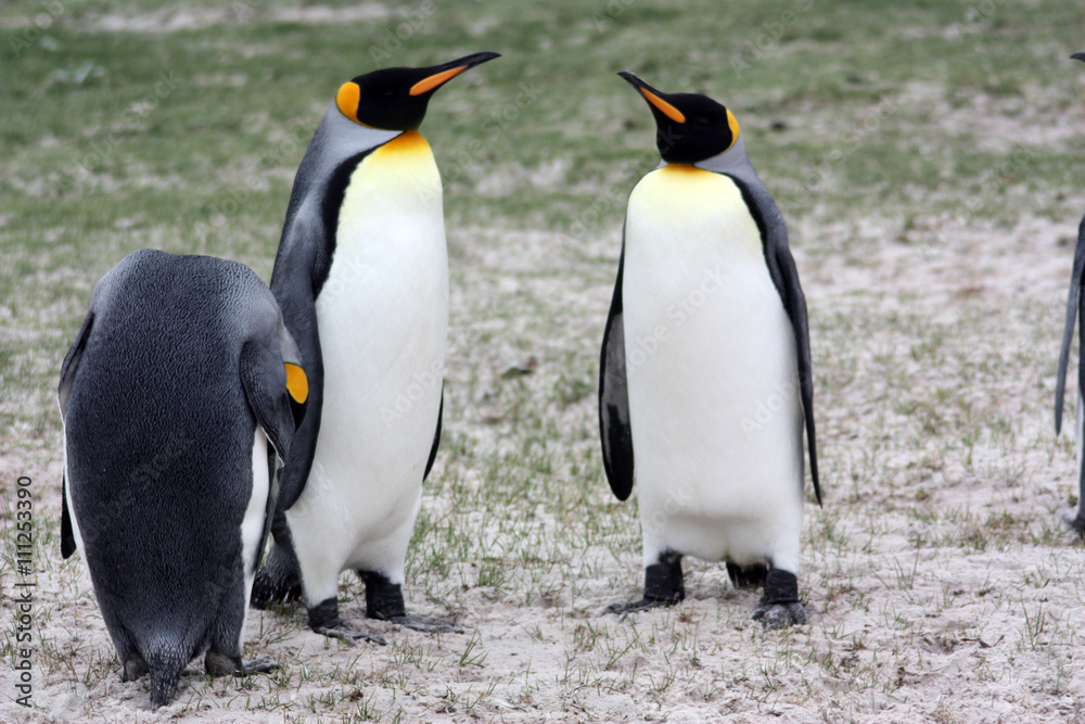 Fototapeta premium Königspinguine- Volunteer Point-Falklandinseln