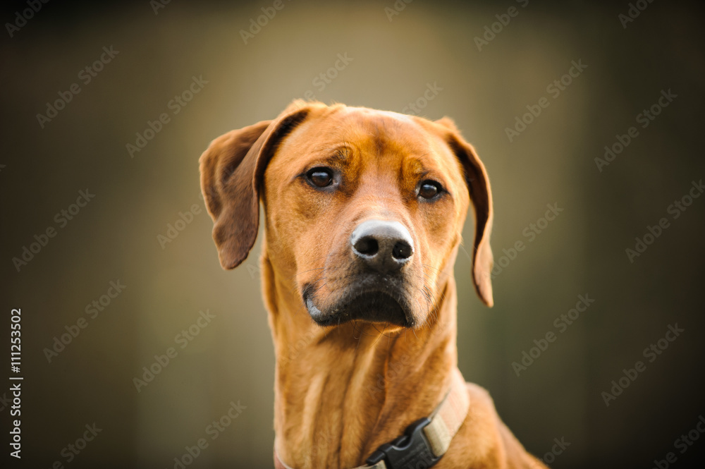 Portrait head shot of Rhodesian Ridgeback dog