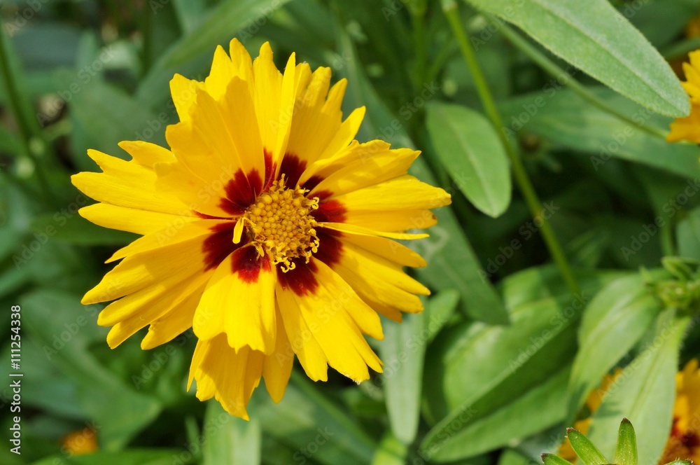 Yellow coreopsis flower with a dark center Yellow coreopsis flower with a dark center