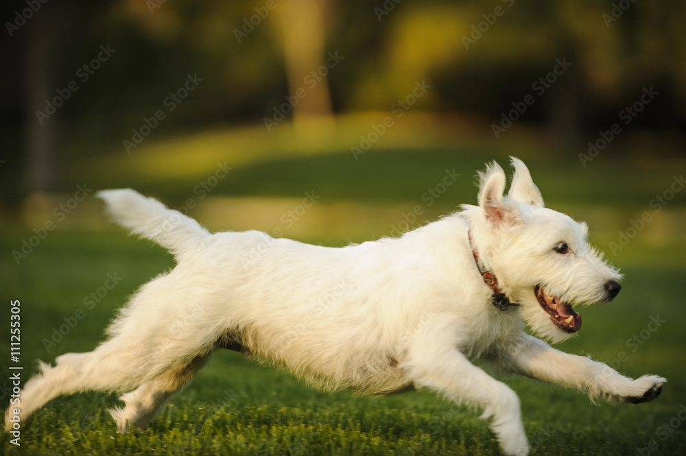 Jack Russell Terrier running full out across grass lawn