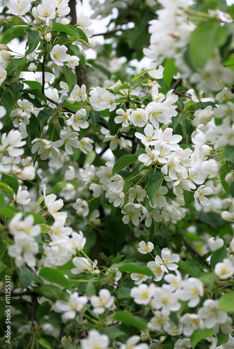 Flowers of the apple tree in spring