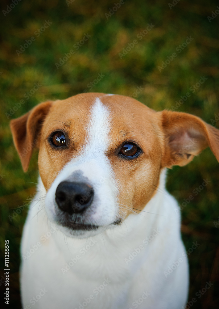 Jack Russell Terrier looking up from green grass lawn Jack Russell Terrier looking up from green grass lawn