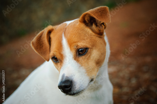 Portrait of cute Jack Russell Terrier dog © everydoghasastory