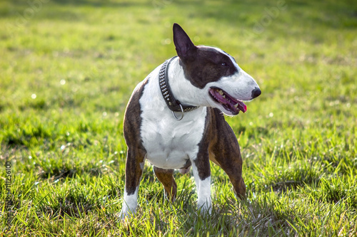 Brązowy pies rasy bullterier stoi na słonecznej zielonej łące