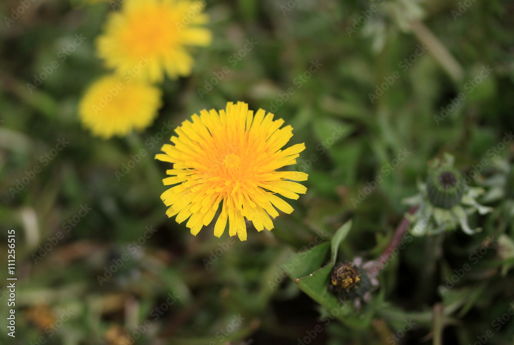Yellow dandelions on the green field in spring