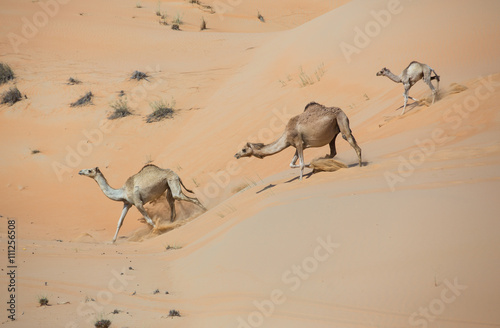 Camels walking in Liwa desert, Abu Dhabi, UAE © katiekk2