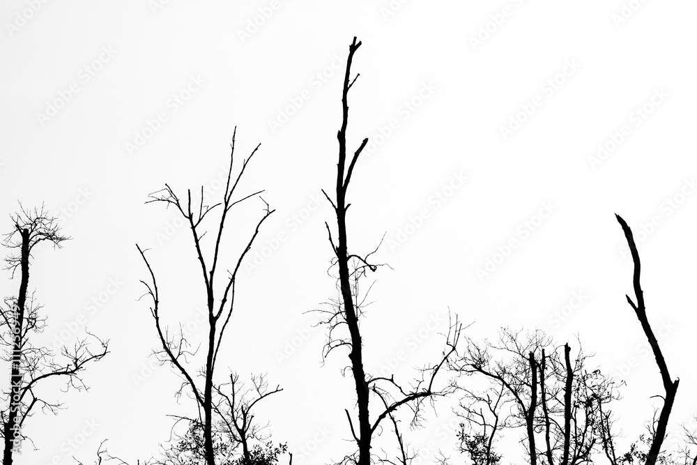 Obraz premium Branches of dead tree