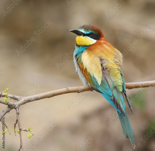 European bee-eater, Merops apiaster