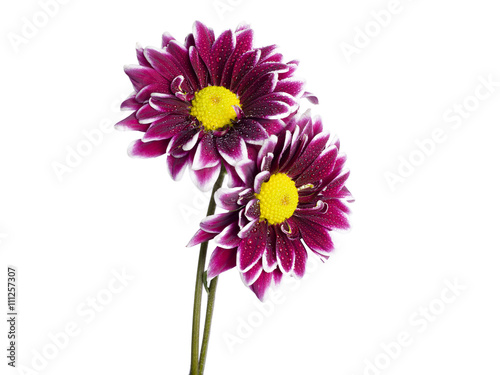 purple sunflowers