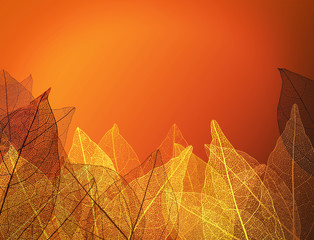 Papier peint photo Nervures de feuilles Beautiful abstract background with skeleton leaves  © Africa Studio