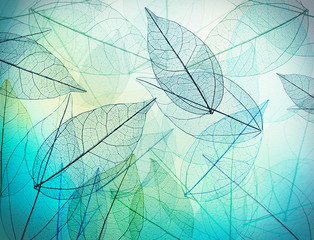 Papier peint photo Nervures de feuilles Beautiful abstract background with skeleton leaves  © Africa Studio