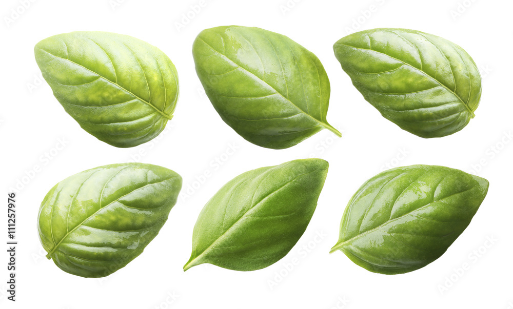 Set of fresh basil leaves isolated on white Set of fresh basil leaves isolated on white