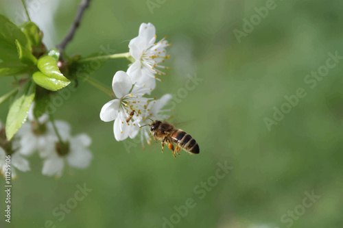 летящая пчела к цветку © VictorTim