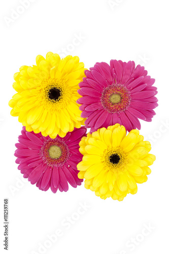 yellow and pink flowers.