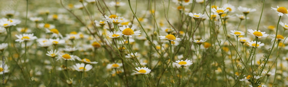 panorama daisy flower background