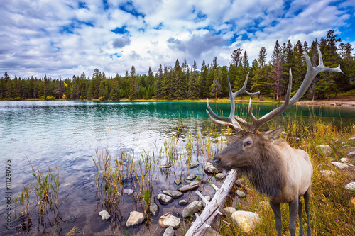  Wonderful antlered deer on cold lake