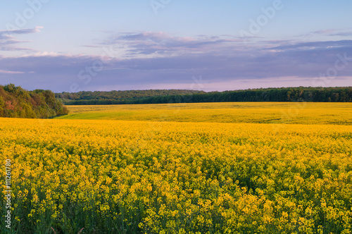 Field of rapeseed against sky with clouds © physyk