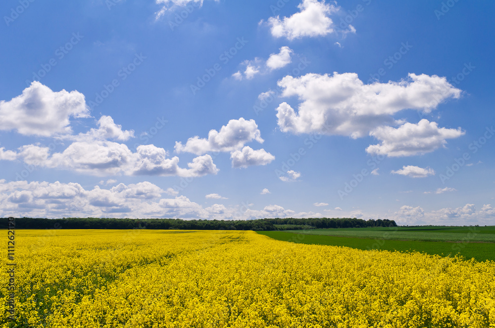 Yellow rapeseed field and green field of wheat under the blue sk Yellow rapeseed field and green field of wheat under the blue sk