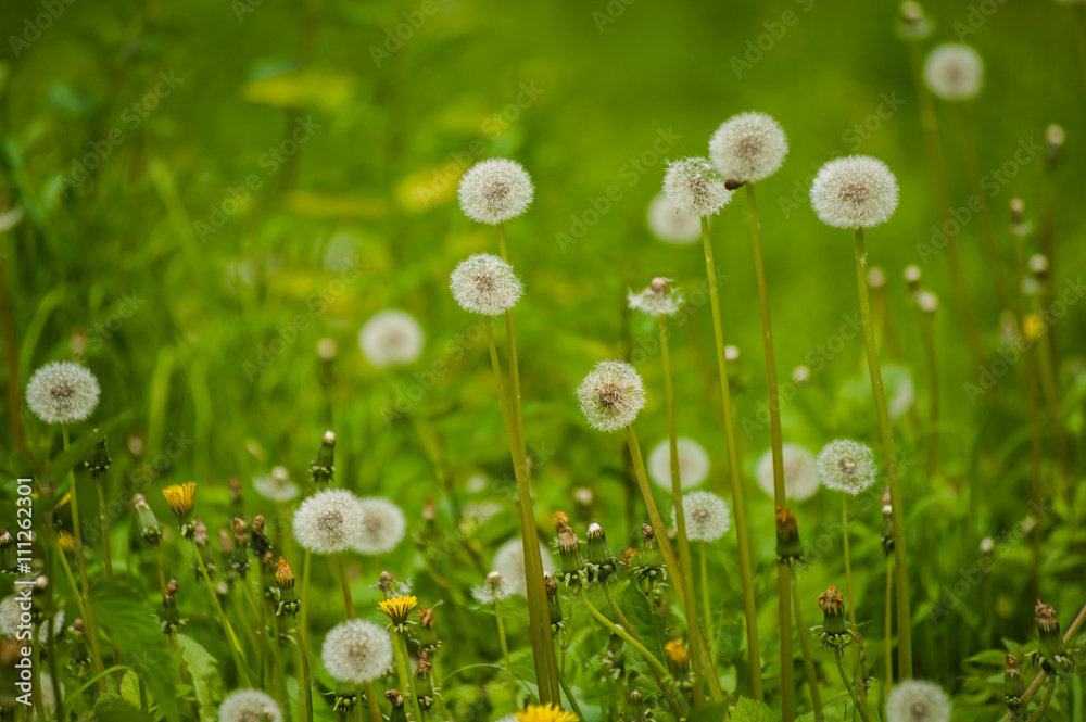 dandelions in a field