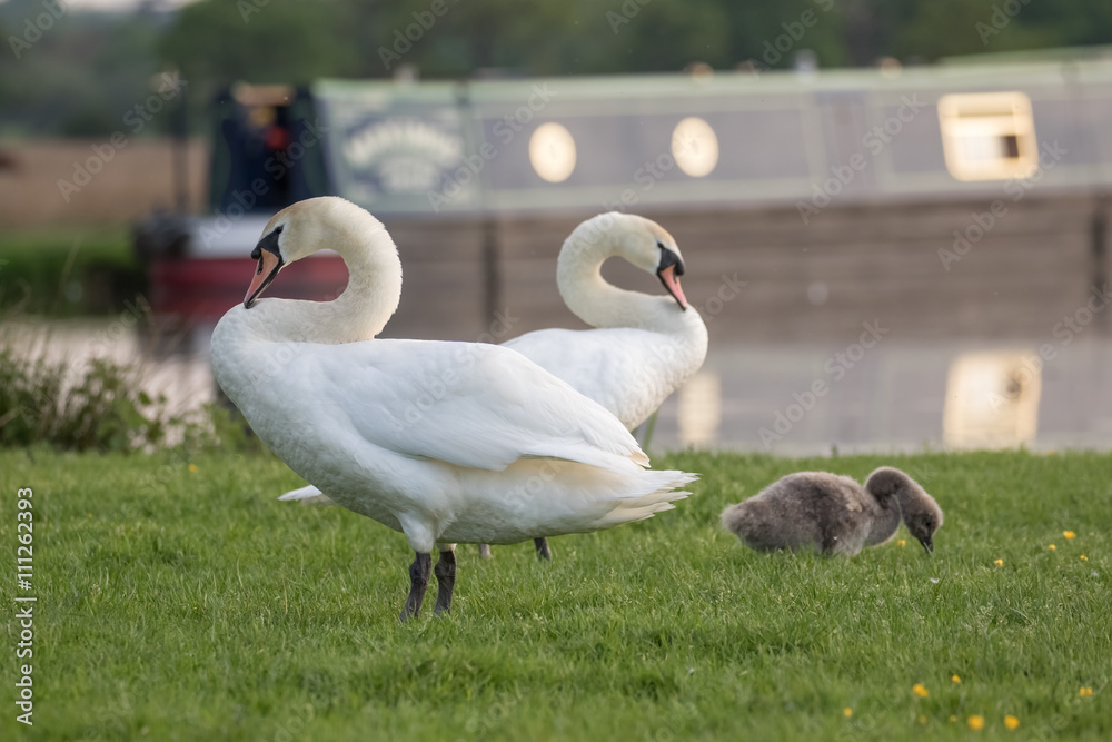 Mute Swan family, with cygnet grazing by the river Mute Swan family, with cygnet grazing by the river