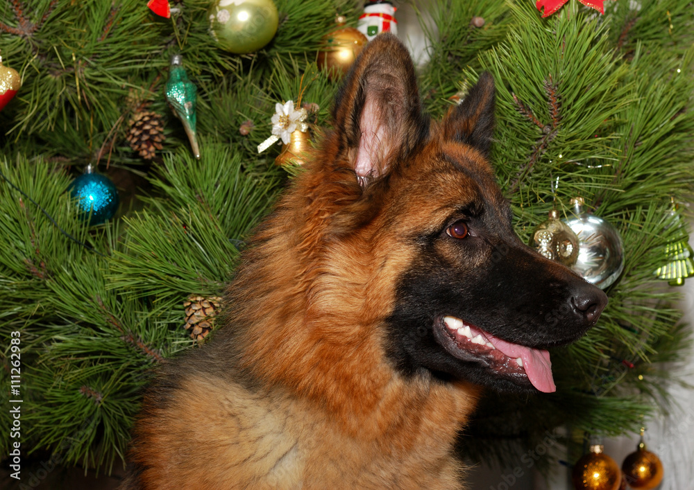 Young German Shepherd Dog in front of Christmas tree Young German Shepherd Dog in front of Christmas tree