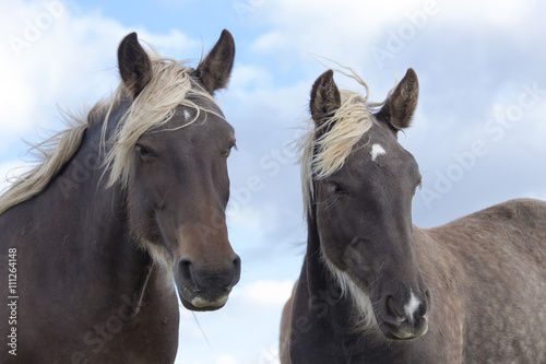 Two horses looking curiously under a cloudy sky