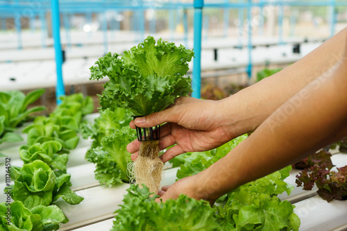 Vegetables hydroponics