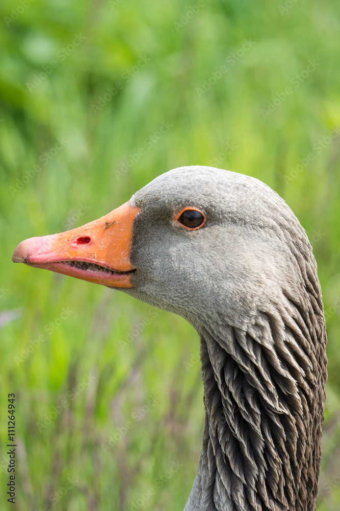 Portrait greylag goose (Anser anser), close up Portrait greylag goose (Anser anser), close up