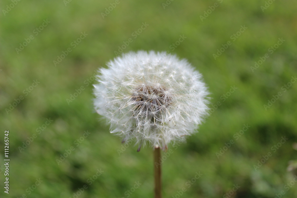 Dandelion seeds