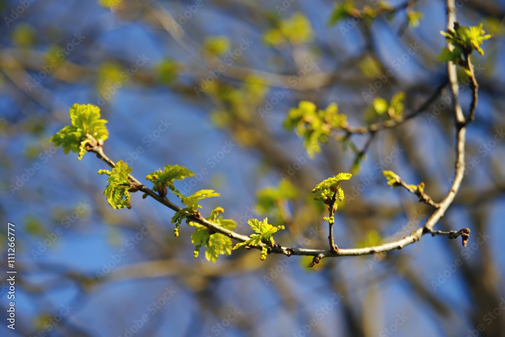 Oak tree branch with buds and young leaves at springtime Oak tree branch with buds and young leaves at springtime