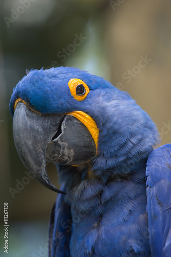 hyacinth macaw close up © Glebstock