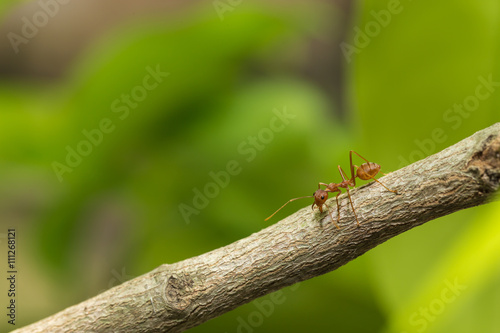 Ant walking on a branch.